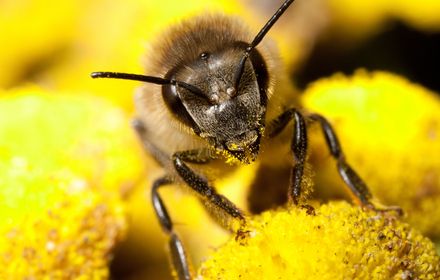 Activité des abeilles et pulvérisations