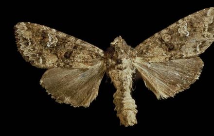 Chenilles défoliatrices du chou : deux générations à surveiller