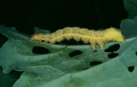 Chenilles défoliatrices du pois : dégâts des chenilles âgées d'Autographa Gamma !
