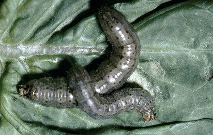 Chenilles défoliatrices sur salades : des dégâts souvent signés Gamma !