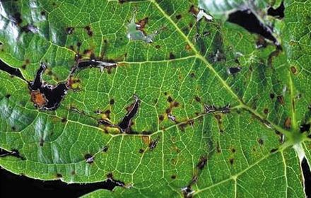 Excoriose, biologie, symptômes et dégâts