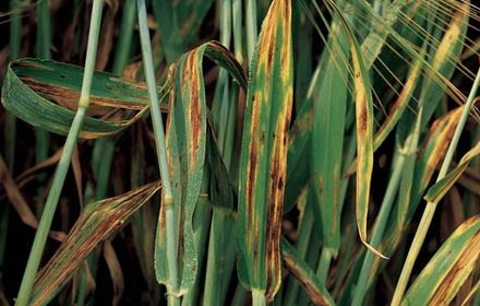 Helminthosporiose de l'orge