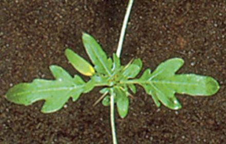 Lampourde épineuse ou Xanthium épineux : apprécie les sols riches et la chaleur