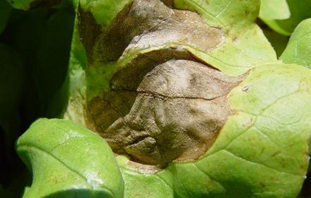 Le mildiou de la salade apprécie humidité et fraîcheur