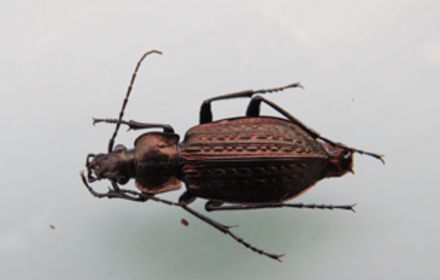 Les carabes, un atout pour l’agriculture : mieux les connaître pour mieux les préserver