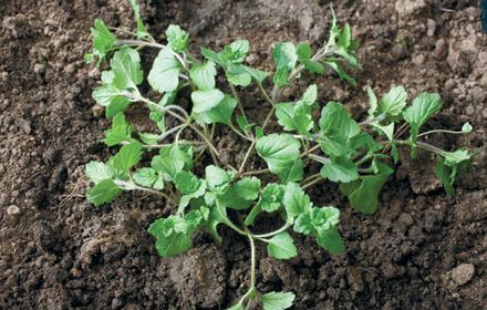 Les Véroniques : à chacune son sol limoneux