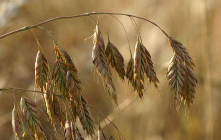 Programme de lutte contre une infestation de brome : une adventice qui germe très vite