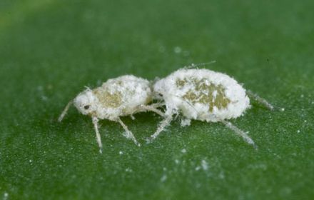 Puceron cendré : à l'automne comme au printemps