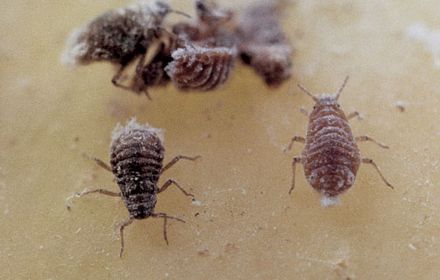 Puceron lanigère des racines l'endive : risques de colonisation en juin