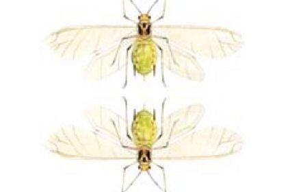 Pucerons des épis : affectent le nombre de grains