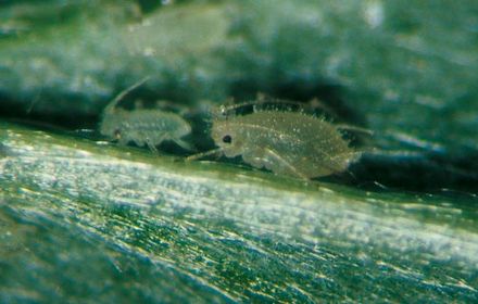 Pucerons du fraisier : petits et dangereux