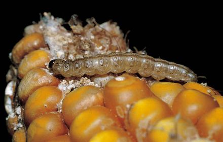 Pyrale : la foreuse de tiges