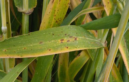 Ramulariose : mini taches brunes sur les deux faces