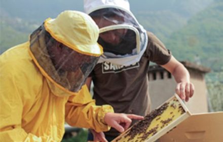 Ruches connectées Bayer : un réseau de proximité pour rapprocher agriculteurs et apiculteurs au sein des territoires