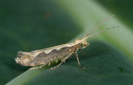 Teigne : surveiller les papillons dès mai