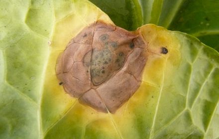 Alternariose du chou, taches très nuisibles à la qualité