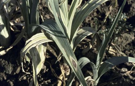 Alternariose du poireau, des taches pourpres en fin d'été