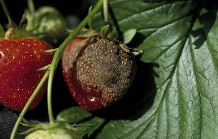 Botrytis de la fraise, pourriture grise au printemps