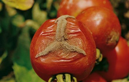 Botrytis de la tomate, pourriture grise des saisons humides