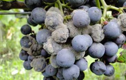 Botrytis, symptômes et dégâts