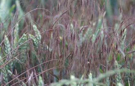 Brome stérile