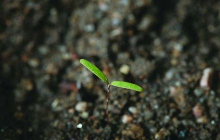 Chénopode blanc : la plus fréquente des adventices en culture de printemps