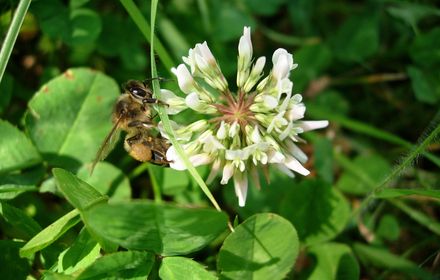 Comment est organisé un essaim d’abeilles ? Une vie rythmée par les saisons !