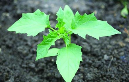 Datura stramoine : croissance puissante