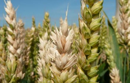 Fusariose du blé dur et du blé tendre