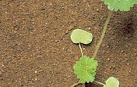 Géranium, préoccupant en rotation courte