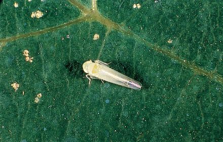 La cicadelle verte, Vigilance sur la deuxième génération
