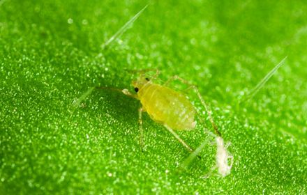 Le puceron vert du pêcher : l'un des plus dangereux