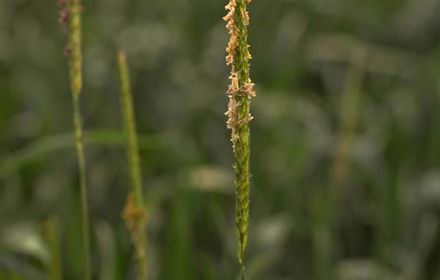Le vulpin, la graminée la plus fréquente et résistante
