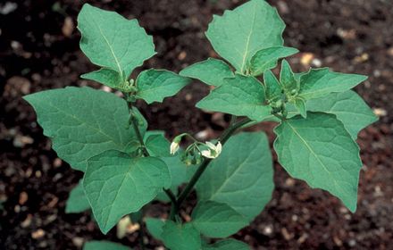 Morelle noire, fort pouvoir de nuisibilité