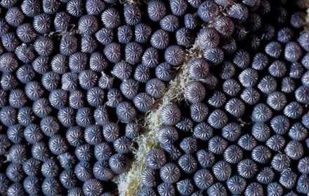 Noctuelle défoliatrice : un papillon venu du Sud