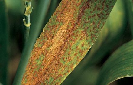 Rouille brune : 10% à 40% de pertes possibles en blé