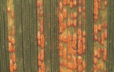 Rouille jaune : apprécie les ciels couverts