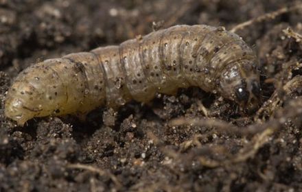 Vers gris : des chenilles dévoreuses de plantules