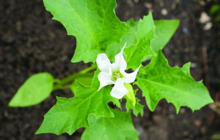 Datura stramoine sur maïs, tournesol, pomme de terre et betterave