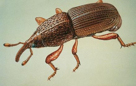 Charançon du bourgeon terminal : des colzas buissonnants