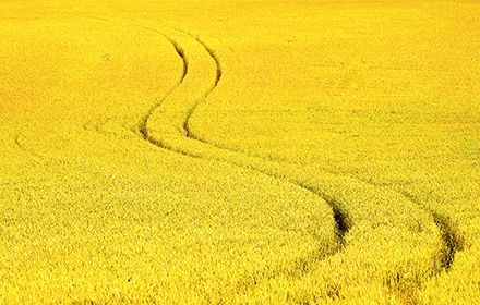 Protéger efficacement votre traitement du colza avec le biocontrôle Rhapsody® ? Nos réponses à vos questions