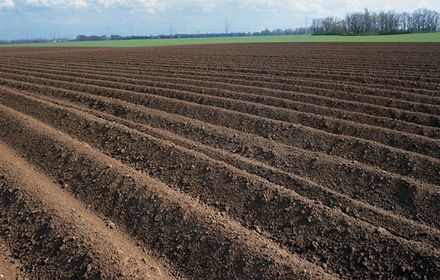 Désherbage de la pomme de terre : visez la pré-levée