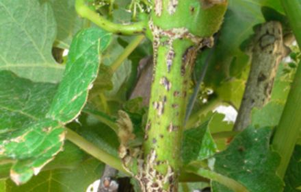 Excoriose de la vigne