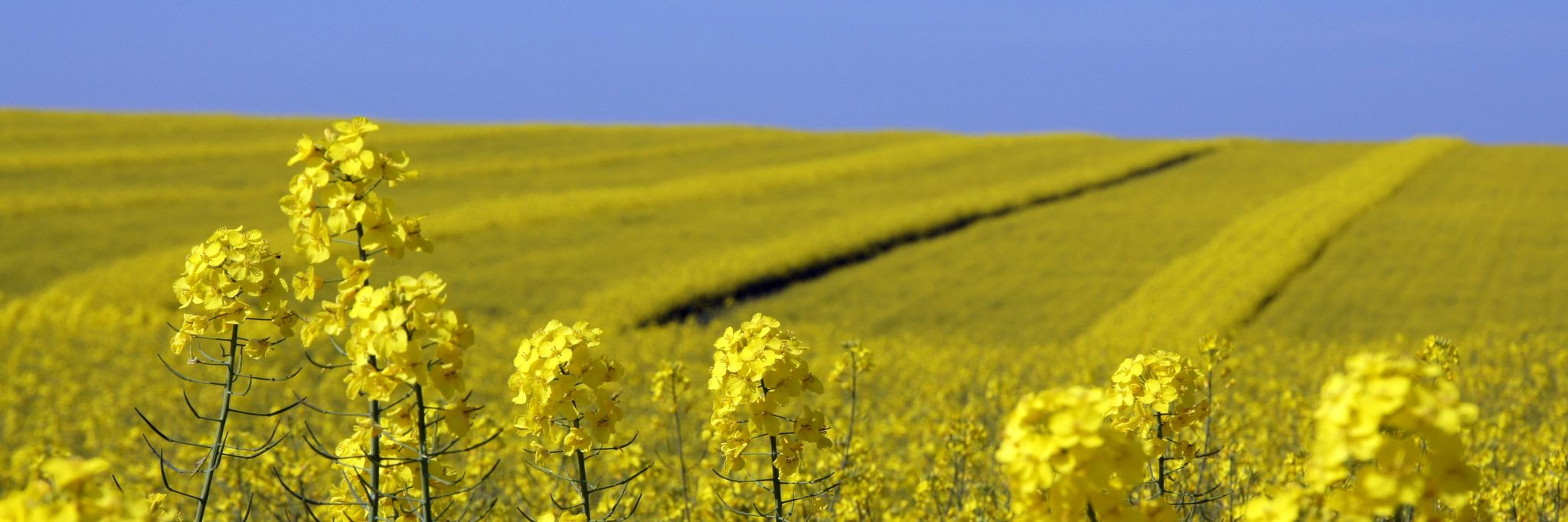 Colza_Culture_Article_Header.jpg