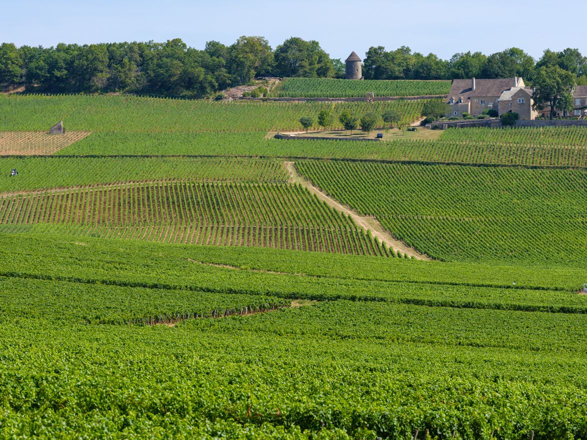 Grape_Bourgogne_Article_Header.jpg