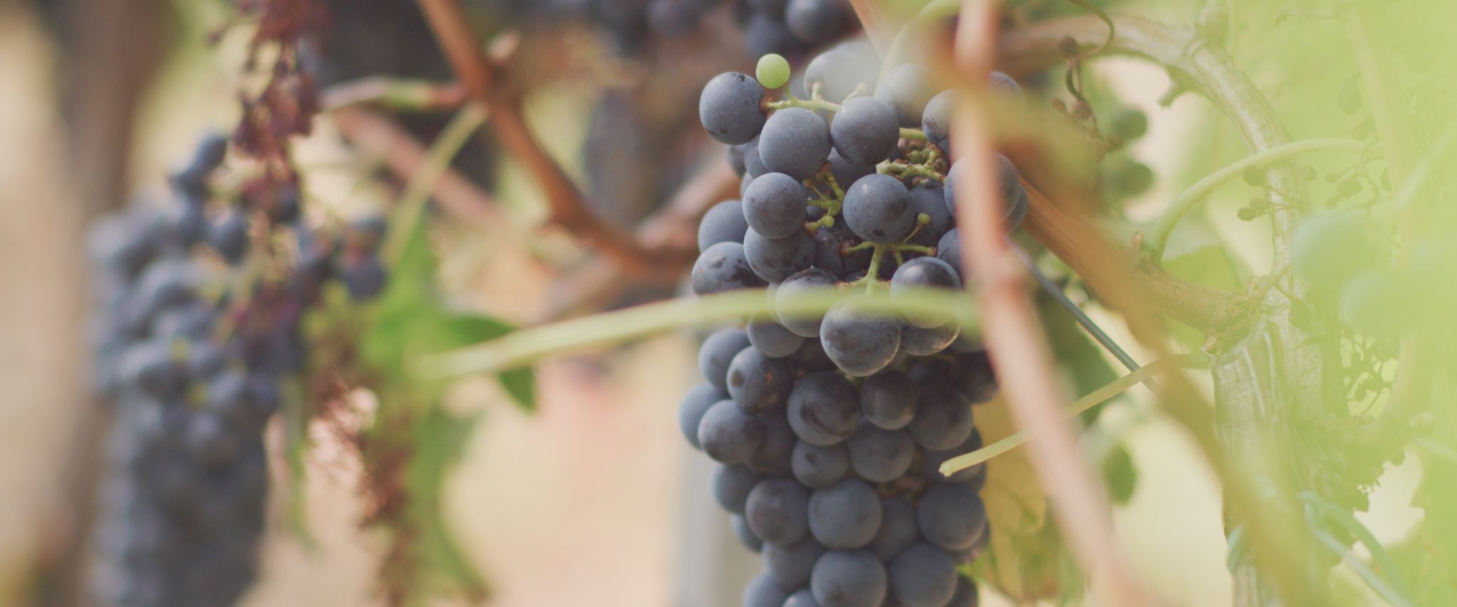 Grapes_1_Article_Header.jpg